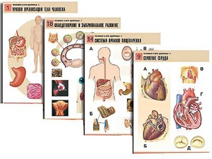 Комплект таблиц по биологии демонстрационных "Человек и его здоровье 1" (20 таблиц, формат А1, ламинированные) - fgospostavki.ru - Ейск
