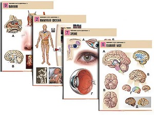 Комплект таблиц по биологии демонстрационных "Человек и его здоровье 2" (10 таблиц, формат А1, ламинированные) - fgospostavki.ru - Ейск