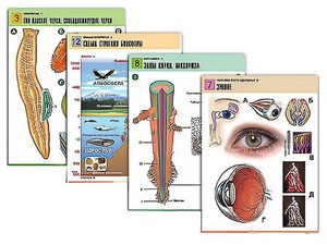 Комплект таблиц по всему курсу биологии (120 штук, формат А1, полноцветные, ламинированные) - fgospostavki.ru - Ейск