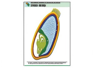 Рельефная таблица "Зерновка пшеницы" (формат А1, матовое ламинирование) - fgospostavki.ru - Ейск