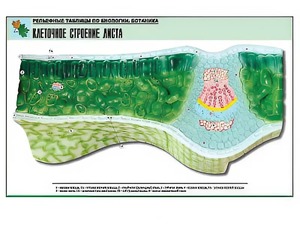 Рельефная таблица "Клеточное строение листа" (формат А1, матовое ламинирование) - fgospostavki.ru - Ейск