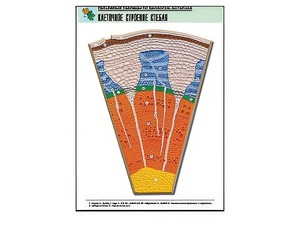 Рельефная таблица "Клеточное строение стебля" (формат А1, матовое ламинирование) - fgospostavki.ru - Ейск