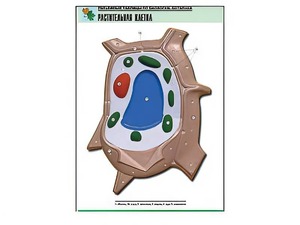 Рельефная таблица "Растительная клетка" (формат А1, матовое ламинирование) - fgospostavki.ru - Ейск