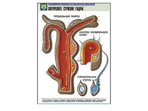 Рельефная таблица "Внутреннее строение гидры" - fgospostavki.ru - Ейск