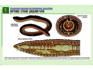 Рельефная таблица "Внутреннее строение дождевого червя" (формат А1, матовое ламинирование) - fgospostavki.ru - Ейск