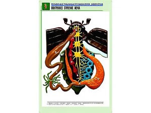 Рельефная таблица "Внутреннее строение жука" (формат А1, матовое ламинирование) - fgospostavki.ru - Ейск