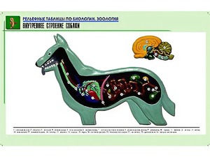 Рельефная таблица "Внутреннее строение собаки" (формат А1, матовое ламинирование) - fgospostavki.ru - Ейск