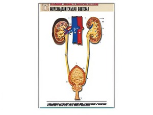 Рельефная таблица "Мочевыделительная система" (формат А1, матовое ламинирование) - fgospostavki.ru - Ейск