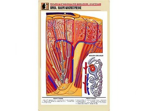 Рельефная таблица "Почка. Макро-микростроение" (формат А1, матовое ламинирование) - fgospostavki.ru - Ейск
