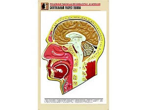 Рельефная таблица "Сагиттальный разрез головы" (формат А1, матовое ламинирование) - fgospostavki.ru - Ейск