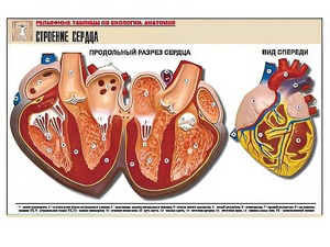 Рельефная таблица "Строение сердца" (формат А1, матовое ламинирование) - fgospostavki.ru - Ейск