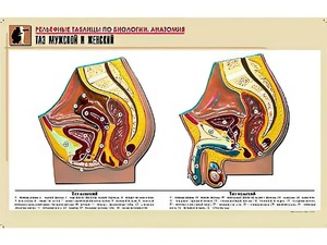 Рельефная таблица "Таз мужской и женский" (формат А1, матовое ламинирование) - fgospostavki.ru - Ейск