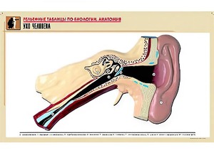 Рельефная таблица "Ухо человека" (формат А1, матовое ламинирование) - fgospostavki.ru - Ейск