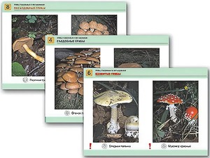 Комплект таблиц раздаточных "Грибы съедобные и несъедобные" (цветные, ламинированные, А4, 8 штук) - fgospostavki.ru - Ейск