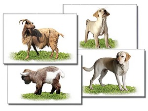 Набор карточек "Домашние животные" (раздаточные) - fgospostavki.ru - Ейск