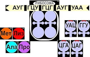 Модель-аппликация "Биосинтез белка" (ламинированная) - fgospostavki.ru - Ейск