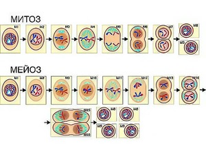 Модель-аппликация "Деление клетки. Митоз и мейоз" (ламинированная) - fgospostavki.ru - Ейск