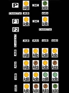 Модель-аппликация "Дигибридное скрещивание" (ламинированная) - fgospostavki.ru - Ейск