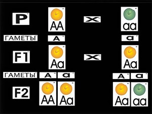 Модель-аппликация "Моногибридное скрещивание" (ламинированная) - fgospostavki.ru - Ейск