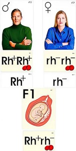 Модель-аппликация "Наследование резус-фактора" (ламинированная) - fgospostavki.ru - Ейск