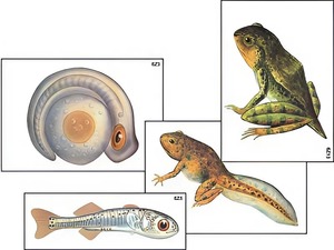 Модель-аппликация "Развитие костной рыбы и лягушки" (ламинированная) - fgospostavki.ru - Ейск