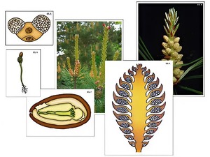 Модель-аппликация "Размножение сосны" (ламинированная) - fgospostavki.ru - Ейск