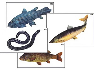 Модель-аппликация "Разнообразие низших и высших хордовых" (ламинированная) - fgospostavki.ru - Ейск