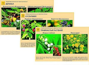 Гербарий фотографический "Ядовитые растения" - fgospostavki.ru - Ейск