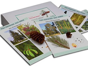 Коллекция "Голосеменные растения" - fgospostavki.ru - Ейск