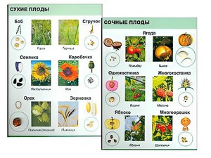 Коллекция "Семена и плоды" - fgospostavki.ru - Ейск