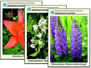 Гербарий фотографический "Основные группы растений" - fgospostavki.ru - Ейск