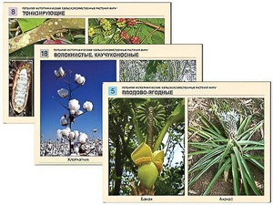 Гербарий фотографический "Сельскохозяйственные растения мира" - fgospostavki.ru - Ейск