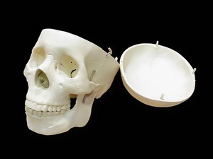 Модель "Череп человека" - fgospostavki.ru - Ейск