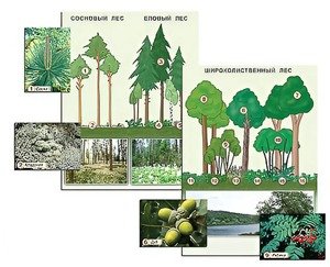Гербарий фотографический "Растительные сообщества. Лес" (раздаточный) - fgospostavki.ru - Ейск