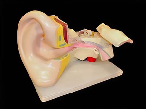 Модель уха - fgospostavki.ru - Ейск