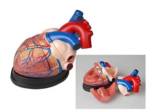 Модель сердца в разрезе (демонстрационная) - fgospostavki.ru - Ейск