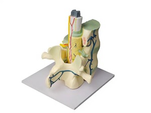 Модель части позвоночника человека - fgospostavki.ru - Ейск
