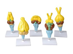 Комплект моделей строения мозга позвоночных - fgospostavki.ru - Ейск