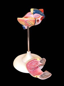 Модель сердца (лабораторная) - fgospostavki.ru - Ейск