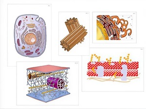 Модель-аппликация "Строение клетки" (ламинированная) - fgospostavki.ru - Ейск