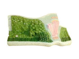 Модель строения листа - fgospostavki.ru - Ейск