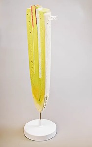 Модель строения корня - fgospostavki.ru - Ейск