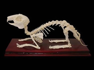 Скелет кролика - fgospostavki.ru - Ейск