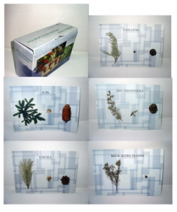 Коллекция "Голосеменные растения" - fgospostavki.ru - Ейск