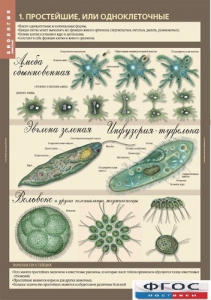 Комплект таблиц. Биология 7 класс. Животные. - fgospostavki.ru - Ейск