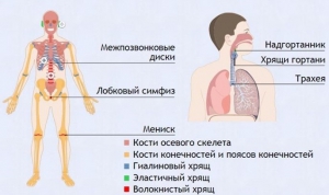 Интерактивные курсы. Биология 9 класс. Базовый. - fgospostavki.ru - Ейск