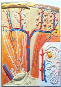 Модель барельефная "Почка" (макро-микростроение) - fgospostavki.ru - Ейск