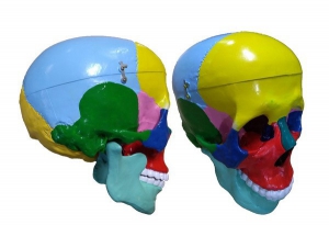 Модель "Череп" (с раскрашенными костями) - fgospostavki.ru - Ейск