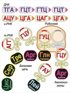 Модель-аппликация Биосинтез белка - fgospostavki.ru - Ейск