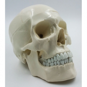 Модель "Череп" (белый) - fgospostavki.ru - Ейск